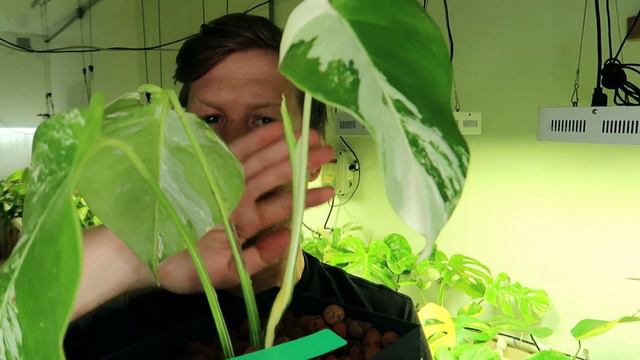 Leaf Tip Burn - LECA Basics 101 // Nutrient Burn смотреть онлайн