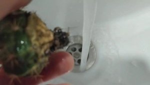 Не укореняется кактус после пересадки!! Что же делать?