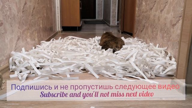 #shorts Испытание для кошечки - Котики вызывают улыбки. Challenge for Kitty - Cats make you smile