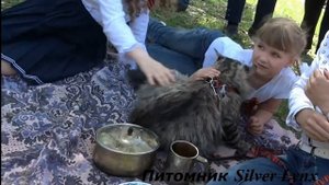 Мейн кун и дети -- вся правда.
