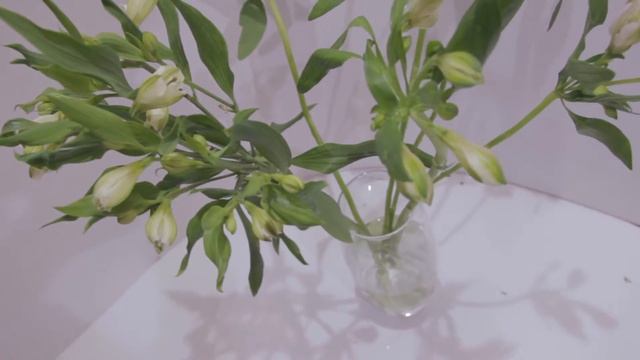 Альстромерия смотреть онлайн