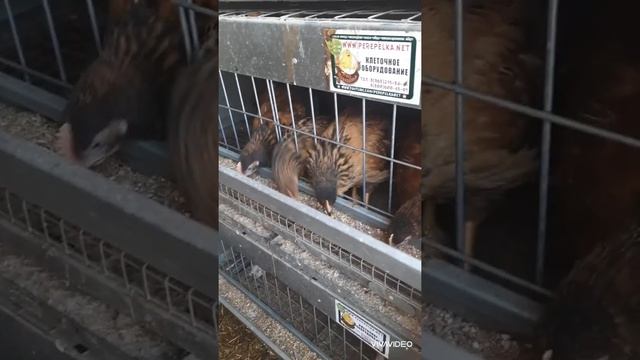 Выращивание и содержание цыплят без нервов и пропоек?? смотреть онлайн