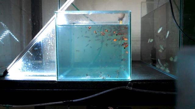 Медный купорос в лечении рыб. смотреть онлайн