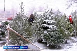 Елочные базары открылись во всех районах Ставрополя
