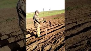 Самодельный загортач картофеля.