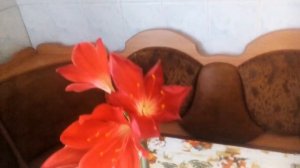 Комнатное растение Валлота