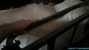 Ограничители в станке для опороса!