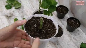 ГЕРАНЬ / ПЕЛАРГОНИЯ ? ОСЕННЯЯ ОБРЕЗКА ? ЧЕРЕНКОВАНИЕ ? КАК СОХРАНИТЬ ГЕРАНЬ до ВЕСНЫ ⁉️