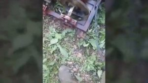 Кедротряс
