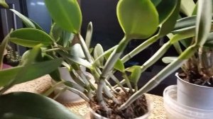 Каттлеи гибридные, выращивание в квартире)