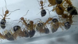 МУРАВЬИ- БОЧКИ ДОМА ! Prenolepis melanogaster