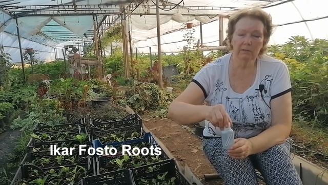 Как быстро нарастить мощные корни у растений смотреть онлайн