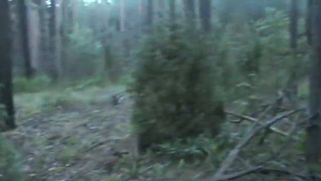 Нора и дикий кабан. Часть 1. смотреть онлайн