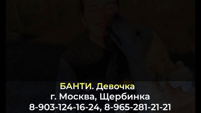 Пропала собака ! БАНТИ , г. Москва , Щербинка смотреть онлайн