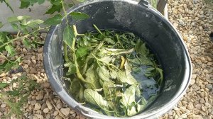 Самое лучшее применение пасынков томатов!!! 2BZNOr7NRdM