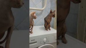 Сфинксы дерутся!!! Ежеднеаные игры Буси и Сэта)))