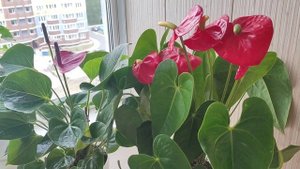 Мужское Счастье (Антуриум) Плачет