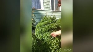 Стрижка самшита по спирали
