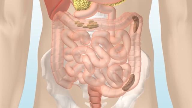 How the Digestive System Works смотреть онлайн