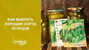 Как выбрать хорошие сорта огурцов