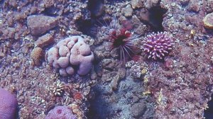 В черном плаще, с алым подбоем... лучистая крылатка.