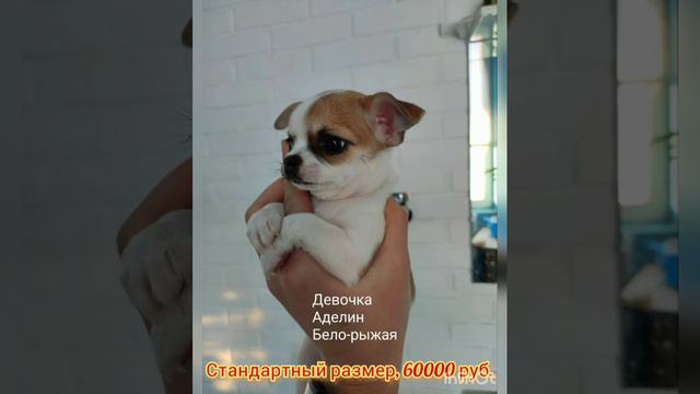 Щенки чихуахуа в продаже! Москва, Новая Москва