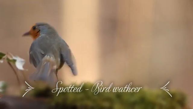 Spotted birdwatcher - a monocular telescope for bird watching смотреть онлайн