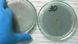 Чистые культуры для засева на субстрат, осмотр разных штаммов триходермы на чашках петри.