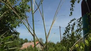 Бамбук морозостойкий! Часть 3.