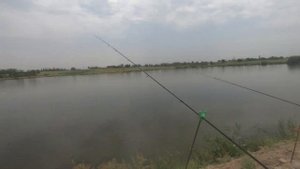 РЫБАЛКА НА САЗАНА, БЕШЕНЫЙ КЛЕВ САЗАНА