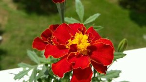 Бархатцы. Тагетес. Tagetes. Marigold. Мои бархатцы. Бархатцы "Кармен".