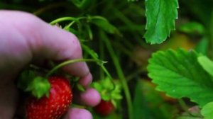 Я ОДУРЕЛА! КЛУБНИКИ ПРОСТО ЗАВАЛИСЬ! Даю клубнике это в мае! Крупная и сладкая ягода!