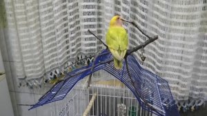 Какие ветки давать попугаям?