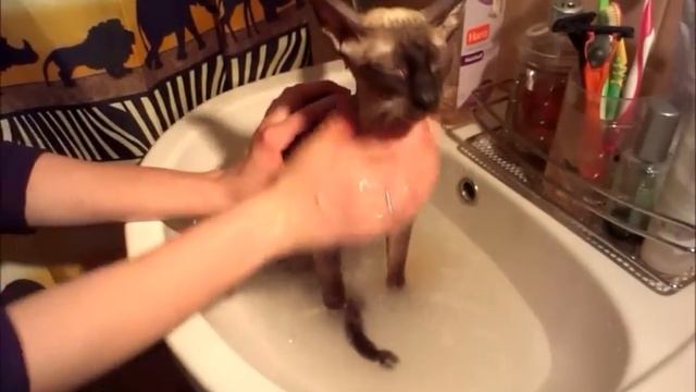 Купание кошек породы корниш рекс смотреть онлайн