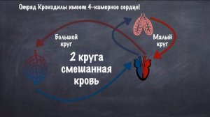 Эволюция кровеносной и дыхательной систем типа Хордовых