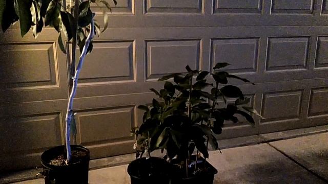 New plants Bacon and Mexicola avocados, Surinam cherries, grapes(English and Russian languages) смотреть онлайн