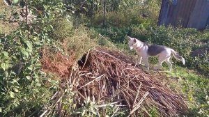 На хозяйстве кормлю птицу.С ведра грибов-3 баночки