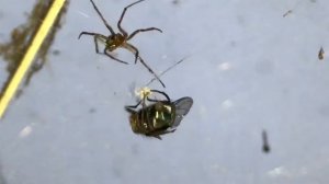 Паук против Мухи