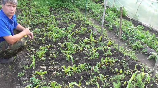 Сидераты летом׃ разные виды и сорта. Часть 1 (30 дней) смотреть онлайн