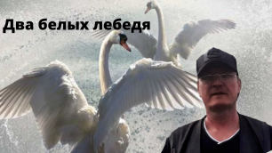 "Два белых лебедя". Под гитару : Евгений Бовкун. Кавер. Услышал в исполнении В. Захарова.