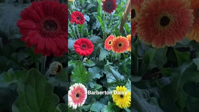 Gerbera jamesonii is a species of flowering plant in the genus Gerbera. Barberton daisy