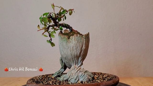 Bonsai Cotoneaster Dammeri & Groot ?? смотреть онлайн