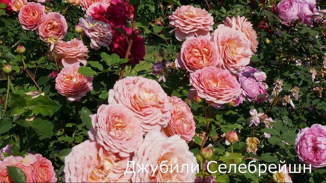 Краткий обзор розы Джубили Селебрейшн (Английская) - Jubilee Celebration (Austin, 2002)