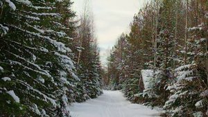 А лес стоит загадочный  исп  Л Зыкина