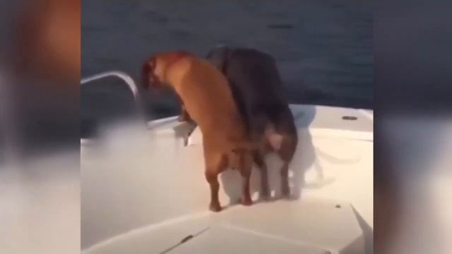 Фалабелла. смотреть онлайн