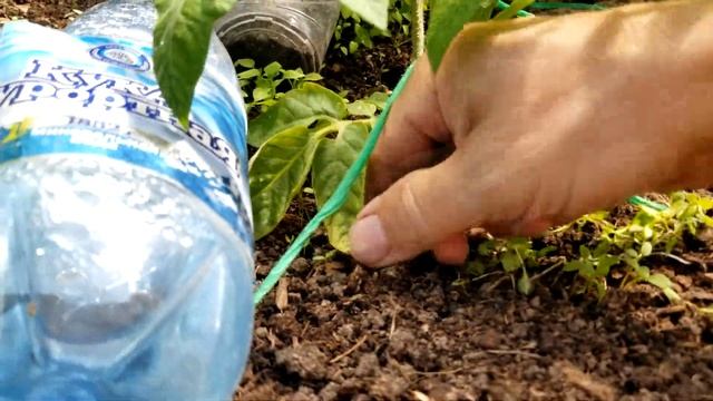 Смотрим как работает полив в теплице, и по мелочам. Дача 20.06.2023 года.