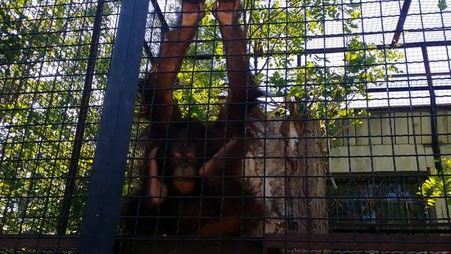 Общительная Даночка-орангутан из Тайгана. Август 2018. смотреть онлайн