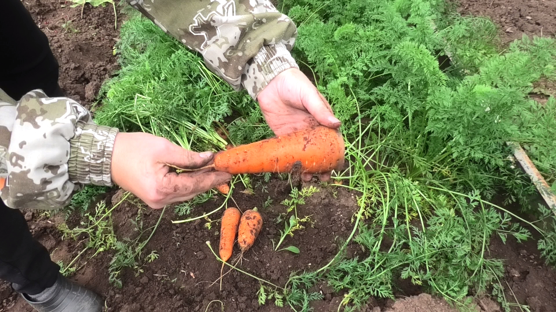 Три сорта моркови сортотипа шантанэ. 2023