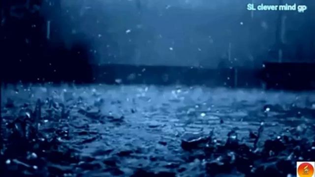 sri lankan rain forest sound смотреть онлайн