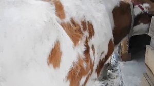 Помещение на 5 голов? молочного КРС в нашем фермерском хозяйстве.Привязное содержание коров.